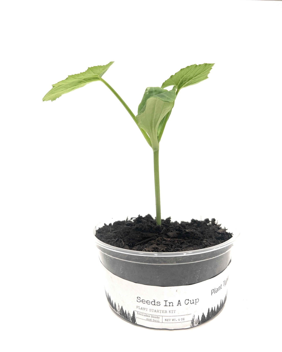 Assortment of top-rated indoor plant grow kits from Seeds In A Cup®
