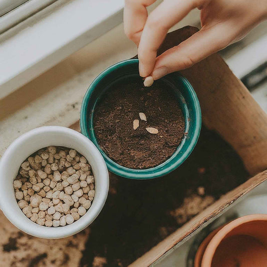 Seeds In A Cup® seed starter kit sprouting — the perfect starting point for a home garden