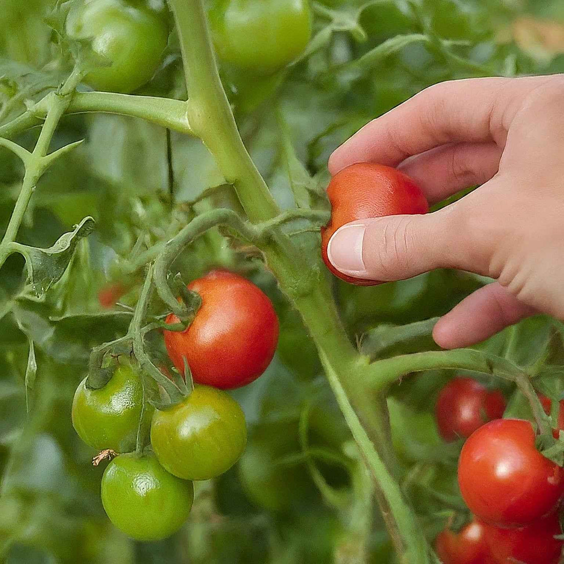 Seedlings growing in Seeds In A Cup® kits across different climate conditions
