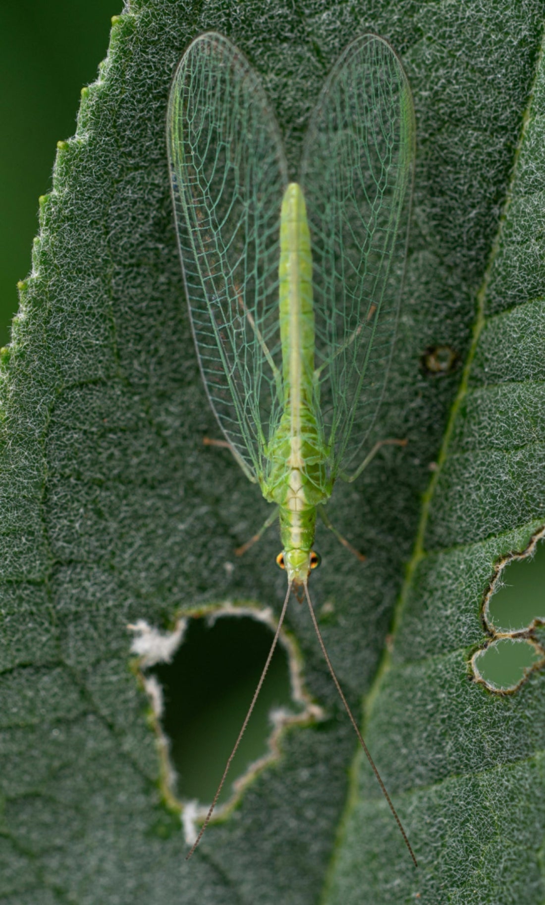 How to get rid of damaging pests, bugs, and rodents from your garden. - Seeds In A Cup®