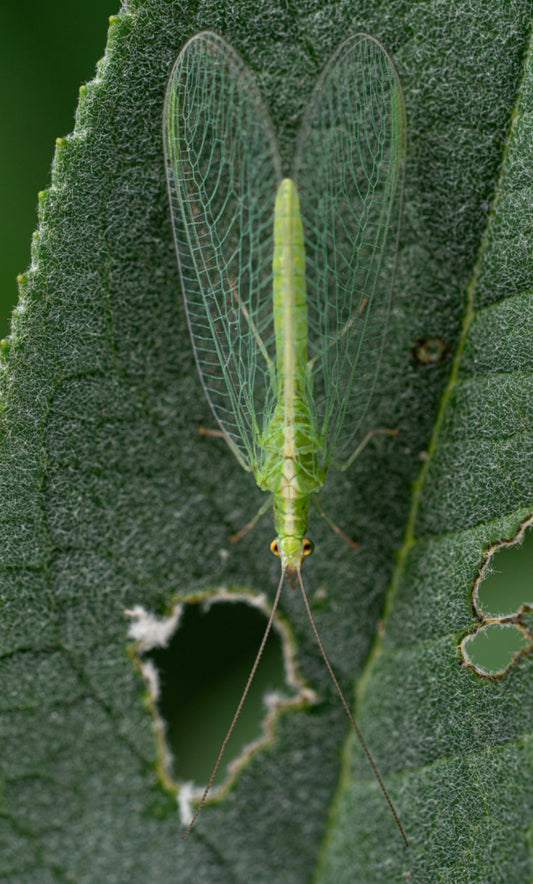 How to get rid of damaging pests, bugs, and rodents from your garden. - Seeds In A Cup®