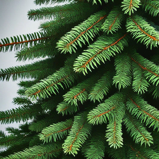 How To Grow A Fraser Fir Tree From Seed. - Seeds In A Cup®