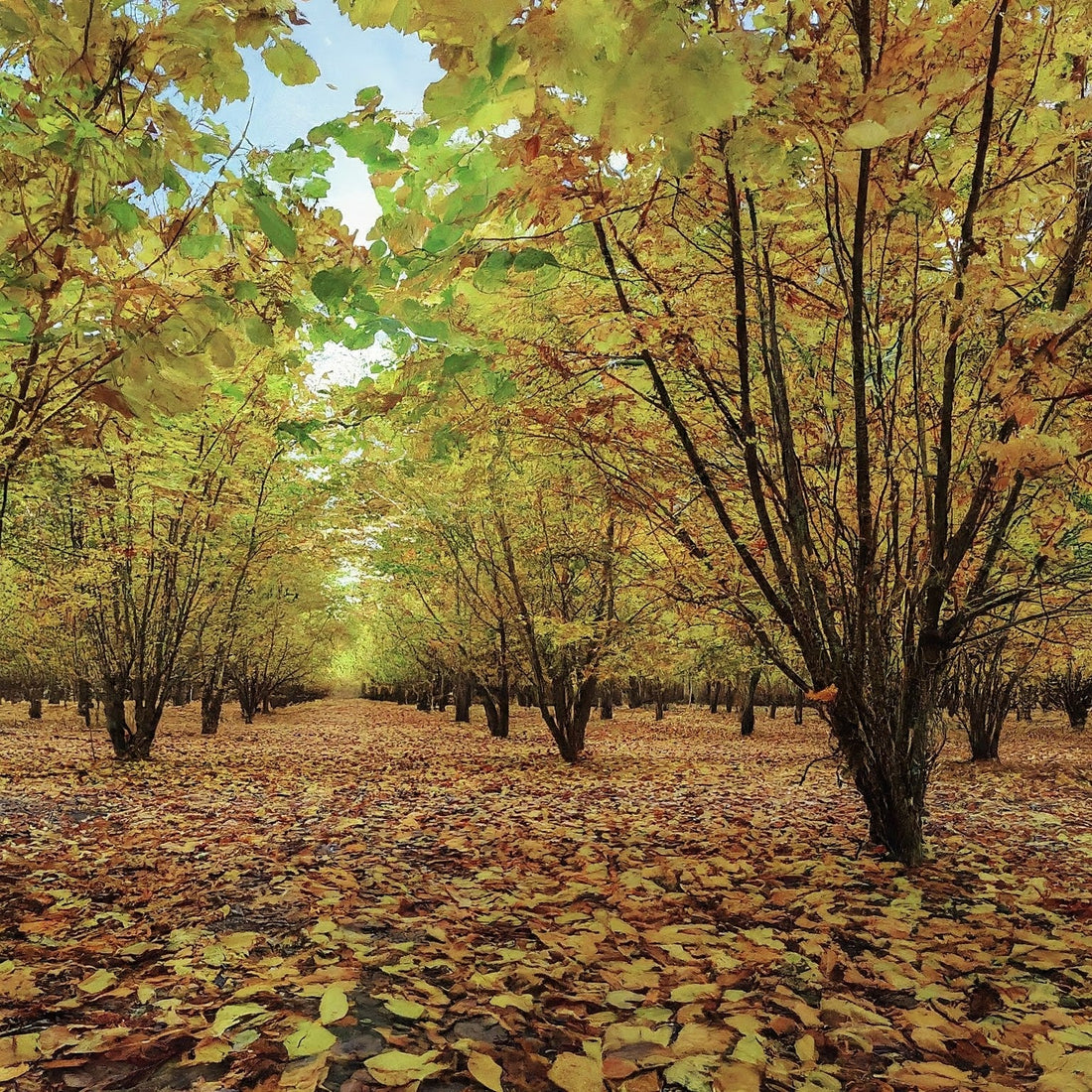 How To Grow A Hazelnut Tree From Seed. - Seeds In A Cup®