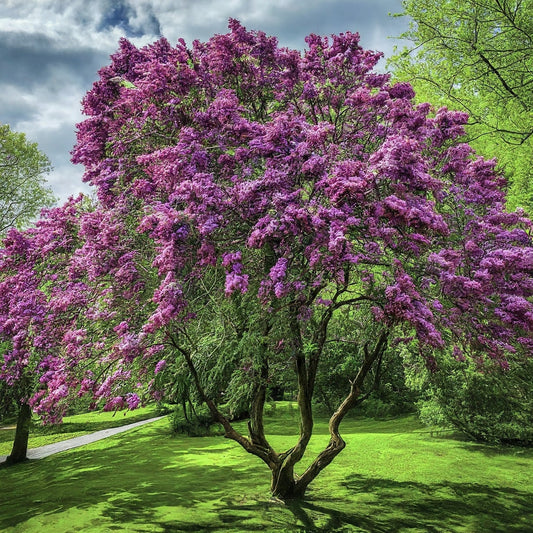How To Grow A Lilac Tree From Seed. - Seeds In A Cup®