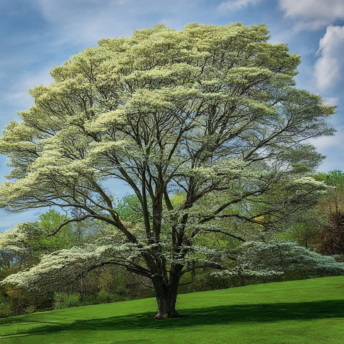 How To Grow Giant Dogwood Tree From Seed. - Seeds In A Cup®