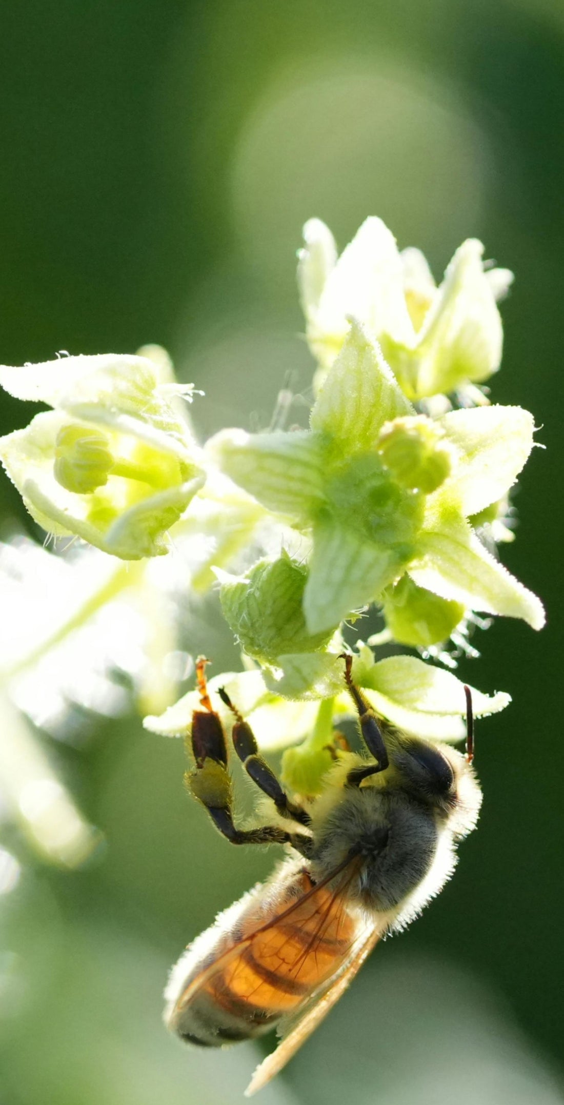 The Best Plants to Attract Pollinators to Your Garden - Seeds In A Cup®