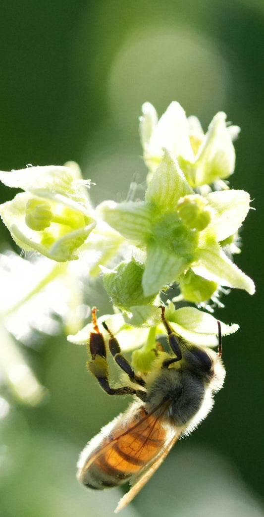 The Best Plants to Attract Pollinators to Your Garden - Seeds In A Cup®