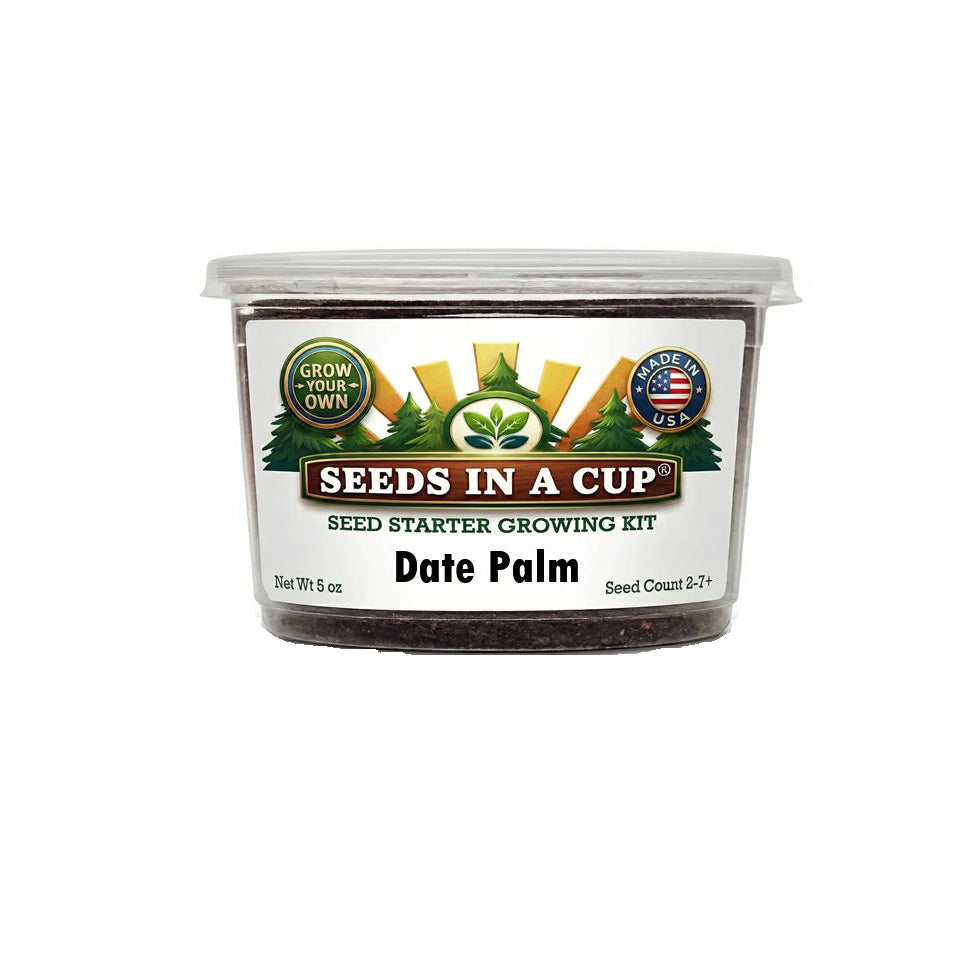 Seeds In A Cup® Date Palm (Phoenix dactylifera) seed starter grow kit on a white background — non-GMO seeds, real loose potting soil, recyclable planter with humidity lid. Made in Cleveland, Ohio, USA.