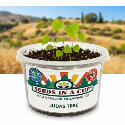 Japanese Maple, Sugar Maple, Southern Magnolia, Judas Tree, Birch, and Fraser Fir seedlings growing together — tree varieties included in the Seeds In A Cup® Tree & Vine Multi-Variety Grow Kit.