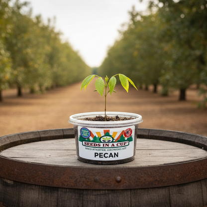 Pecan Tree (Carya illinoinensis) seedling successfully grown with a Seeds In A Cup® grow kit — proof of high germination using real potting soil and non-GMO seeds.